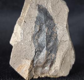 Sonstige - Pflanzen - Distylium sp. SIEBOLD & ZUCCARINI 1835